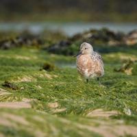 Bécasseau maubèche