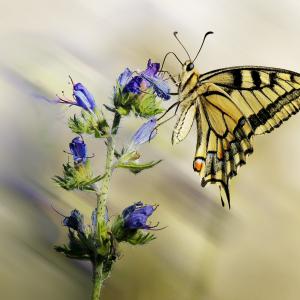 Machaon